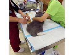 -美联众合动物医院·24h转诊中心