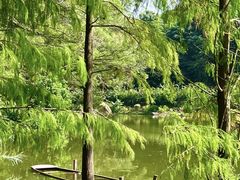 -深圳仙湖植物园