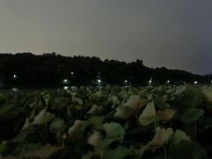 -杭州西湖风景名胜区-北街寻梦