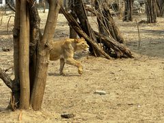 -北京野生动物园