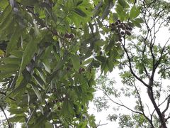 -杭州植物园