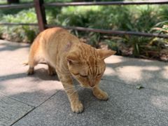 -西园寺素食(西园弄戒幢律寺店)