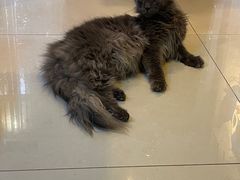 -平行世界·猫咖(首经贸店)