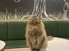 -遇见羊驼·奶狗咖·布偶猫咖·法斗柯基柴犬阿拉斯加(春熙路太古里IFS店)
