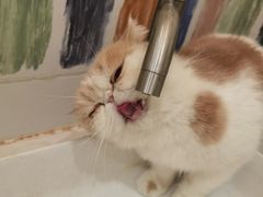 -滚猫咖啡·猫咖·猫友好撸猫(未来城店)