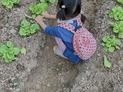 -前小桔亲子创意农场·草莓采摘·露营烧烤
