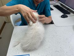 -宠颐生宠物医院·异宠猫科内科·诊疗中心宠巢店