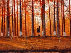 -黄海国家森林公园