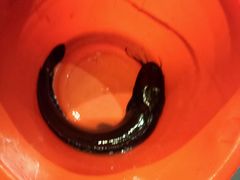 android_upload_pic-黄记煌三汁焖锅(崇文门店)