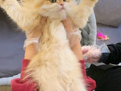 -lincat·猫舍(广州店)