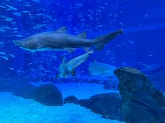 -海合安成都极地海洋公园