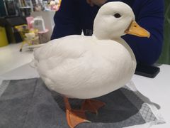 -RU DUCK柯尔鸭公社·撸鸭俱乐部·羊驼·小香猪