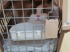 -芭比堂动物医院·犬猫全科·异宠专科(雁塔分院)