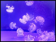 -多彩贵州城极地海洋世界