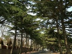 -八大关景区
