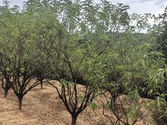 -南国桃园旅游度假区