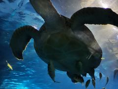 -太平洋海底世界