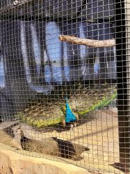 -酷嗒动物文化乐园(cutezoo西溪乐天城店)