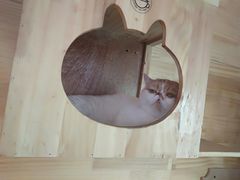 -喵屿·大理花园猫咖