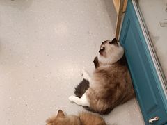 -小小班私人影院·猫咖(万达茂广场店)