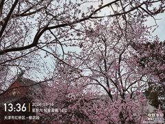 -桃花堤公园