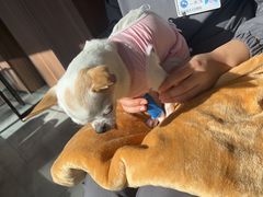 -北京派仕佳德动物医院·超导核磁·CT·神经科·骨科·内外科·急重症管理中心