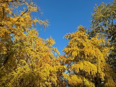 -三里屯东五街银杏大道