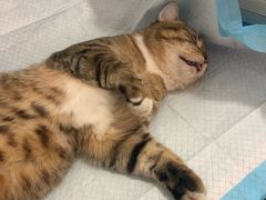 -灵美宠物诊所