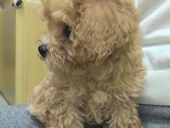 -美联众合动物医院·24h转诊中心