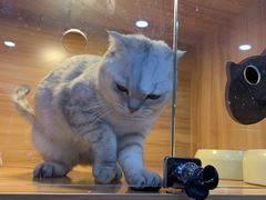 -喵百万·布偶·蓝金金渐层英短·猫舍(百子湾店)