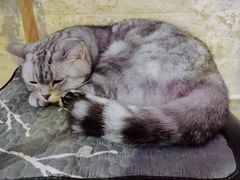 -平行世界·猫咖(首经贸店)