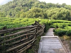 -西湖风景区十里琅珰-五云山