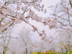 -顾村公园
