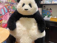 -轩客会(熊猫书店)