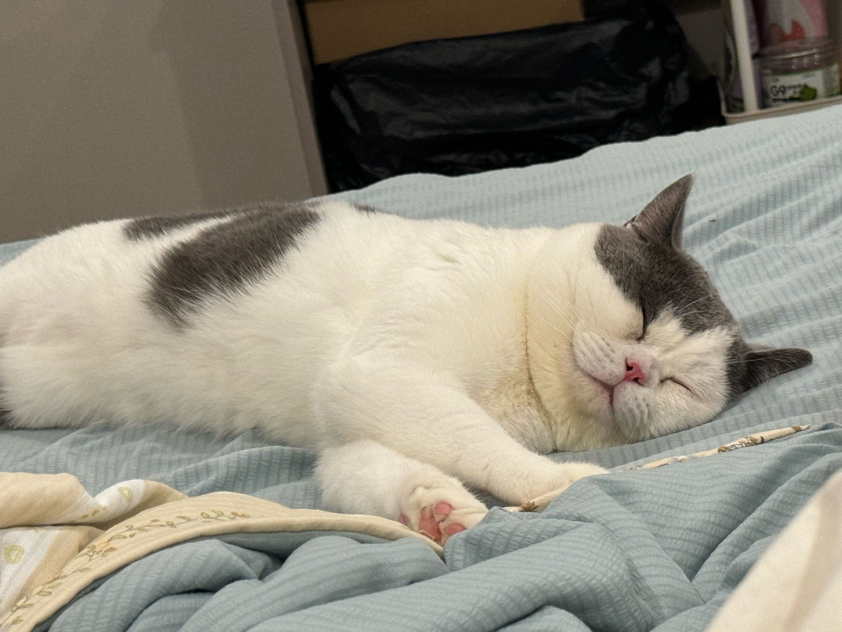 床上的懒猫咪
