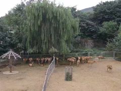 -石家庄市动物园