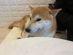 -喜柴咖啡·柴犬狗咖