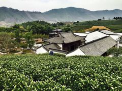 -帐篷客·溪龙茶谷度假酒店