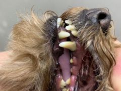 -PETKIT小佩宠物·低压洗护(国顺东路店)