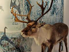 -北京麋鹿生态实验中心