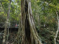 -中国科学院西双版纳热带植物园