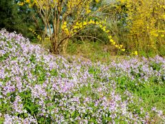 -国家植物园南园