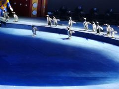 -珠海横琴长隆《卡卡虎奇遇记》