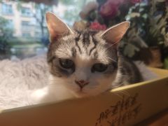 -李小姐の猫咖啡馆(五角场店)