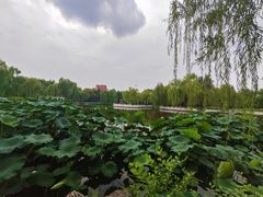 -莲花池公园