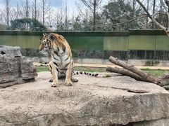 -上海野生动物园