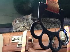 -猫咪博物馆(顶澳仔猫街店)