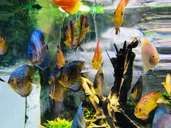 -迪拜水族馆及水下动物园