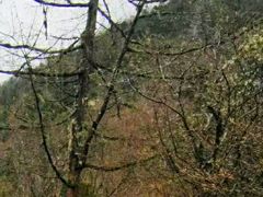-黄龙山原始森林景区