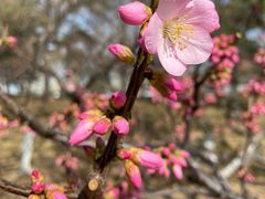 -海棠花溪(元大都城垣遗址公园)